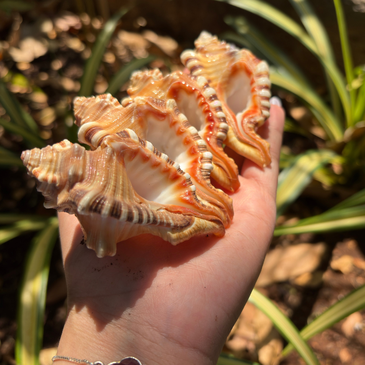Shells