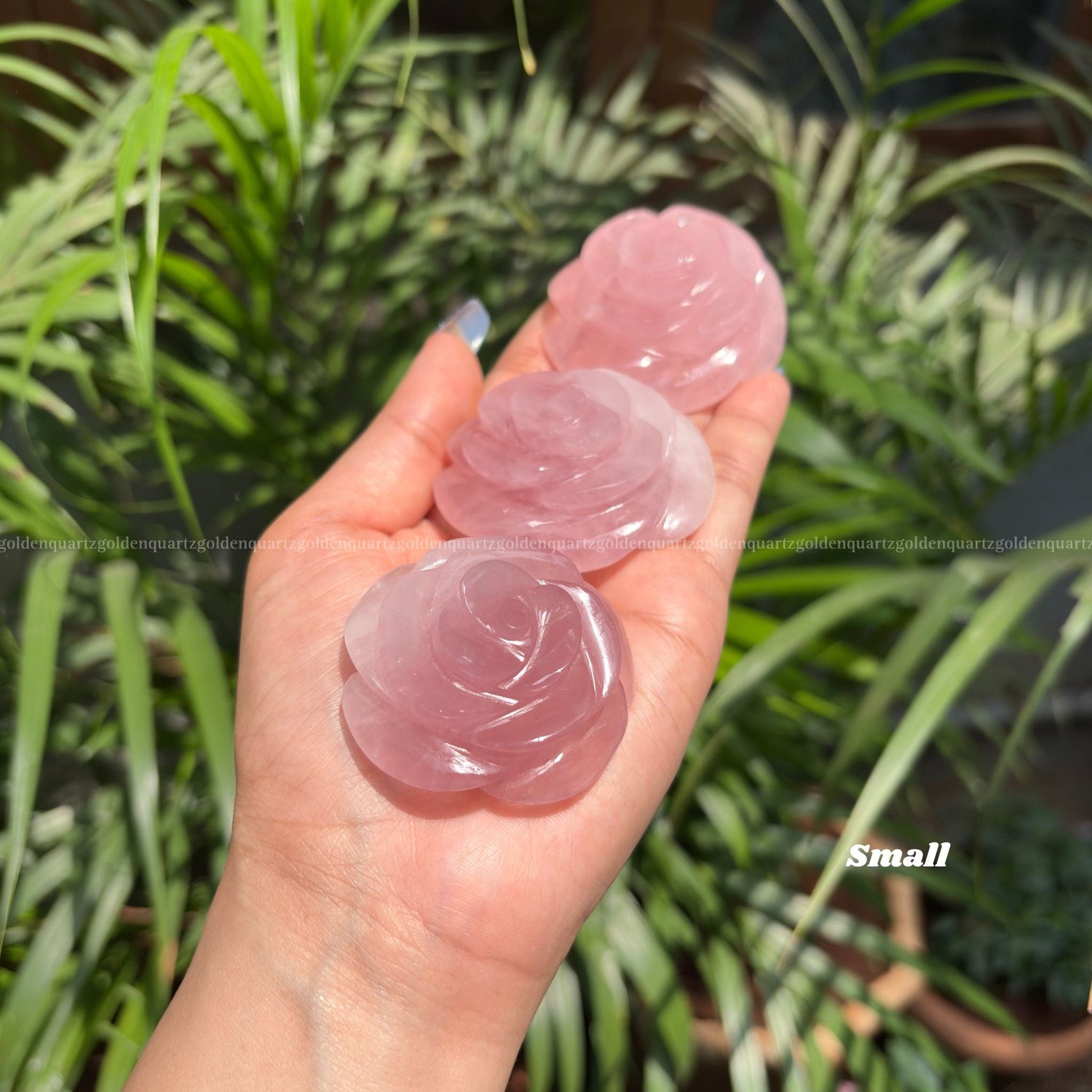 rose quartz pink rose
