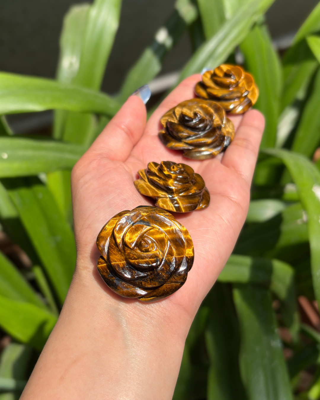 tiger eye rose