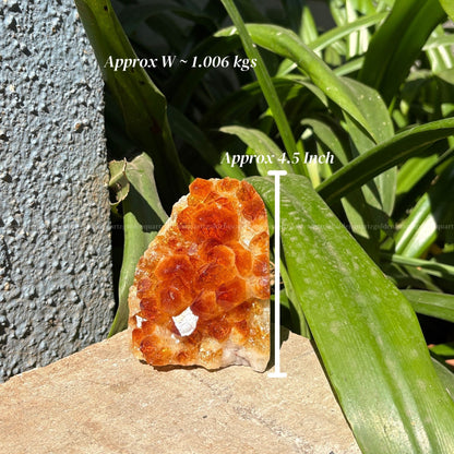 Citrine Cluster/ Geode