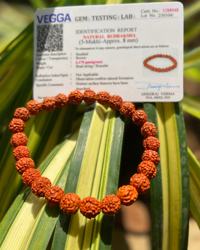 Rudraksha