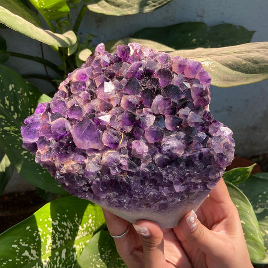 AMETHYST GEODE - Golden Quartz 