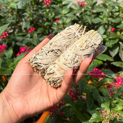 SAGE (WHITE CALIFORNIA SAGE)